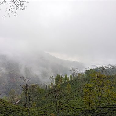 Darjeeling Tea Gardens